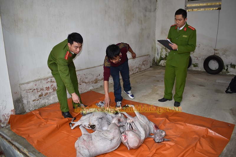 Công an huyện Gia Viễn bắt quả tang đối tượng vận chuyển 175 kg thịt dê không có giấy kiểm dịch
